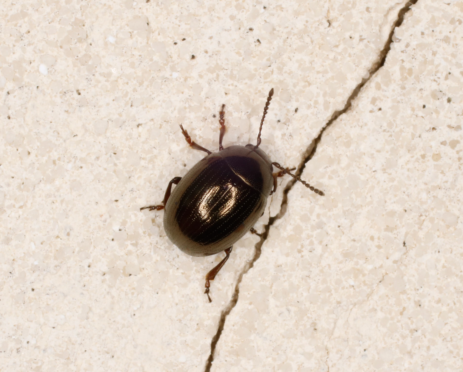 Chrysomelidae: Phaedon laevigatus? Forse s.